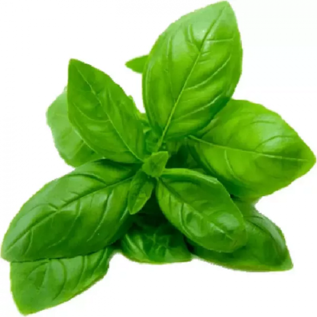 Basil Leaves · Zoom - Basil Leaf, Transparent background PNG HD thumbnail