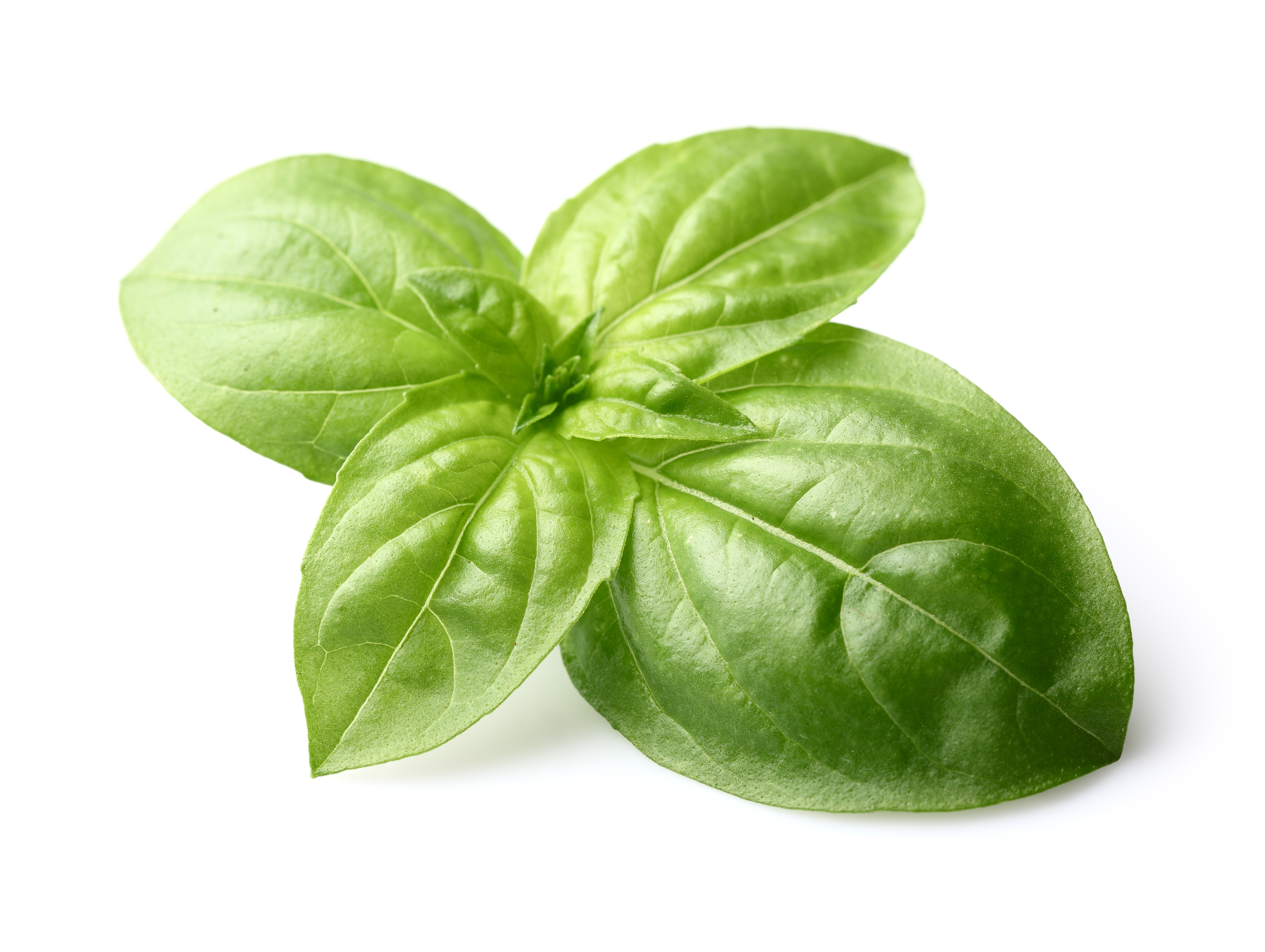 Fresh Basil Leaves In Closeup - Basil Leaf, Transparent background PNG HD thumbnail