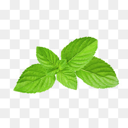 Mint Leaves - Basil Leaf, Transparent background PNG HD thumbnail