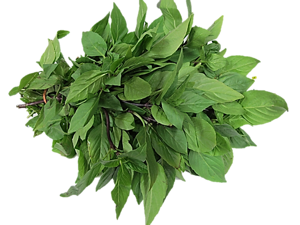 Thai Basil Leaves 1 Bunch ~ 100G - Basil Leaf, Transparent background PNG HD thumbnail