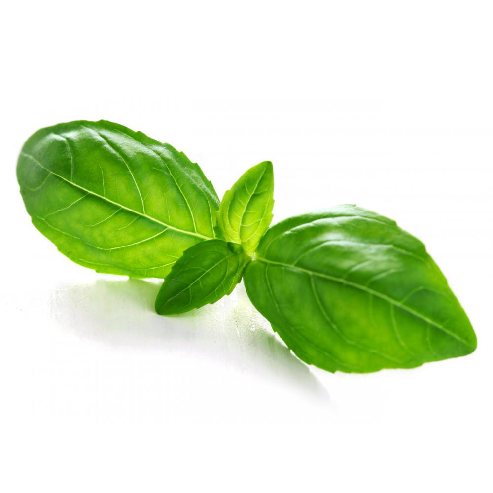 Basil leaf material, Green, V