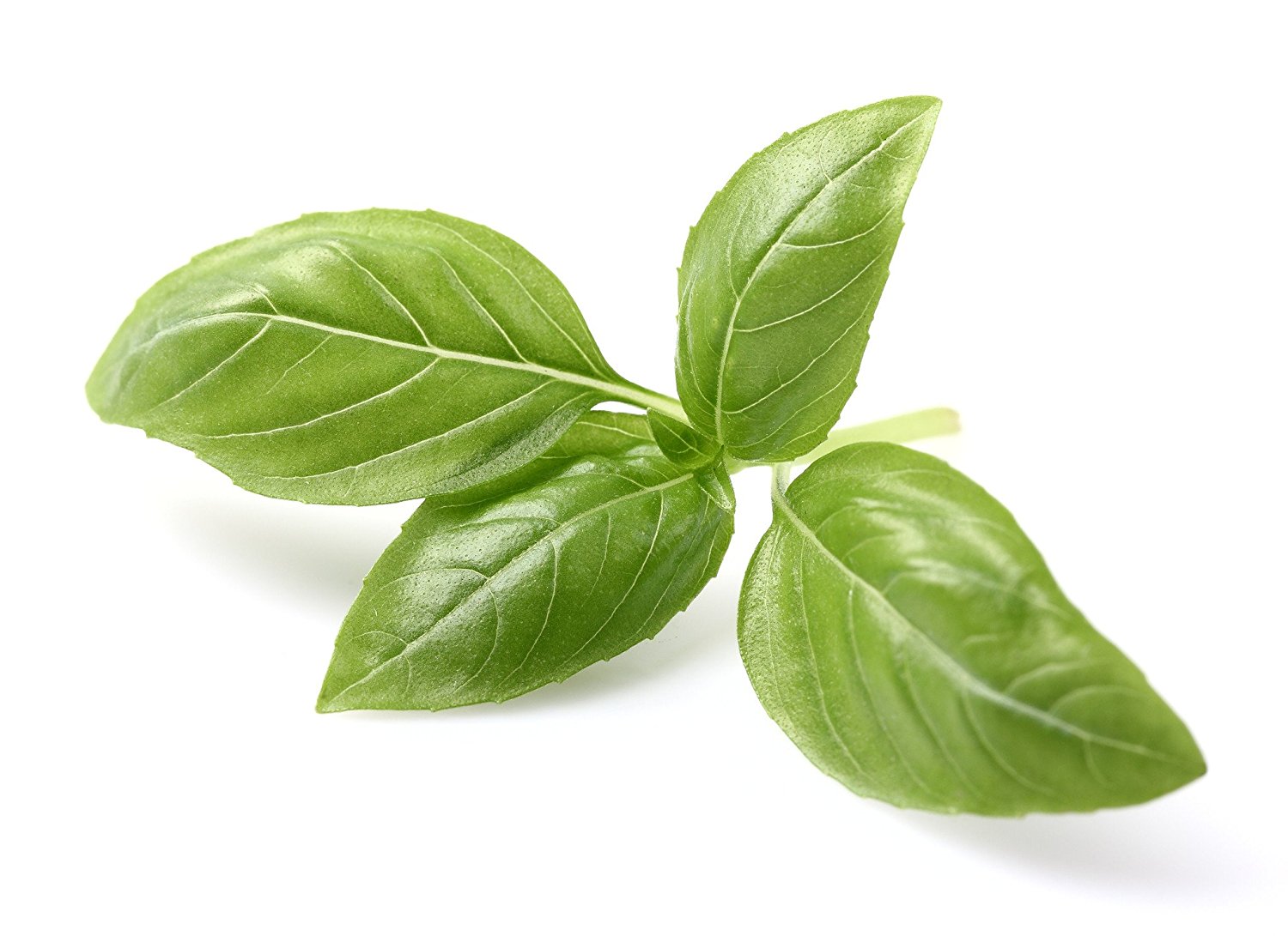 Basil leaf material, Green, V