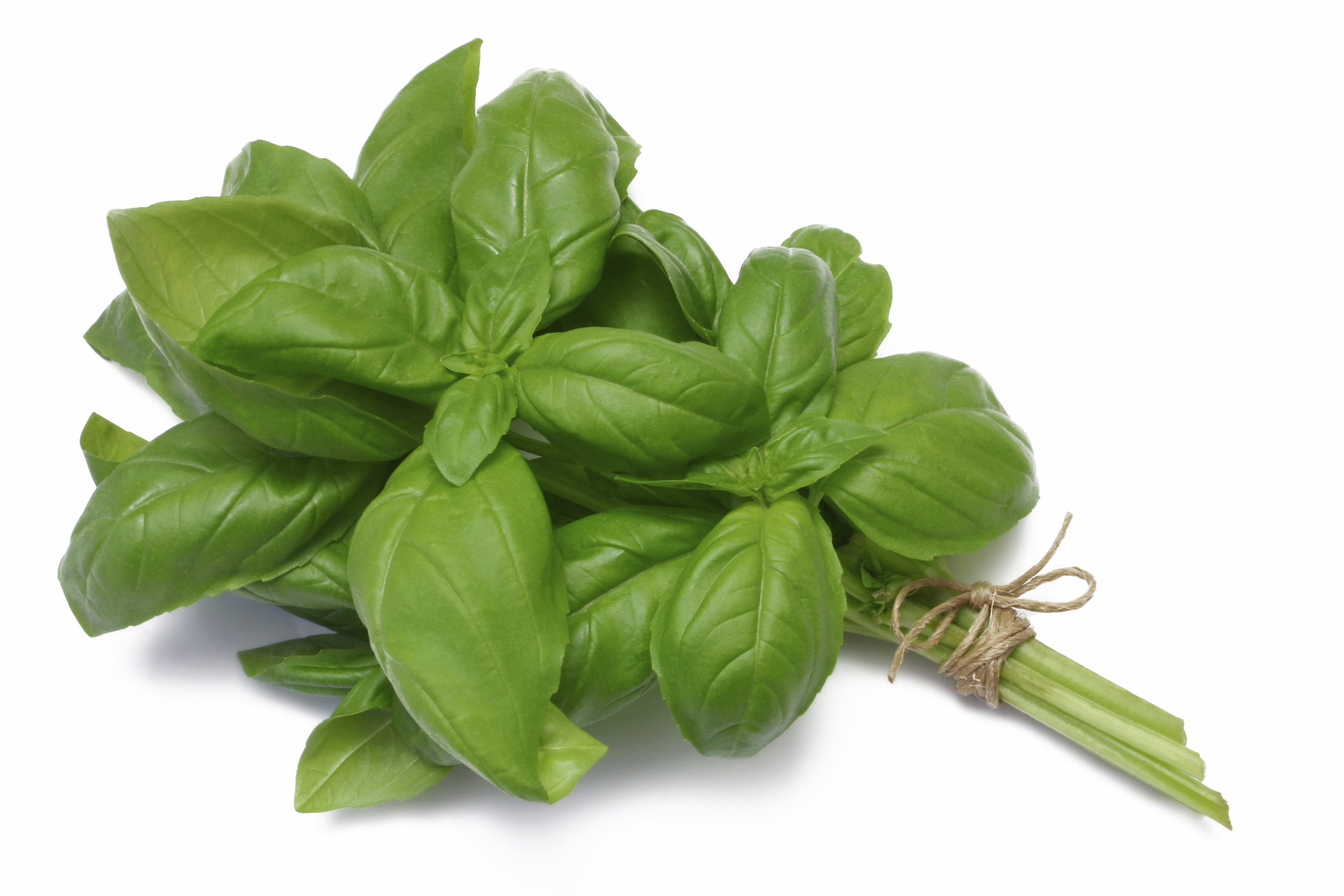 Basil herb, Basil, Green, Pla