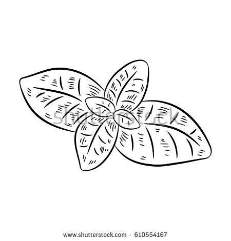 Basil Leaf Doodle Outline