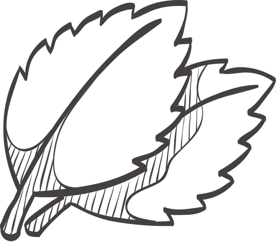 Basil Leaf Doodle Outline - Basil Black And White, Transparent background PNG HD thumbnail