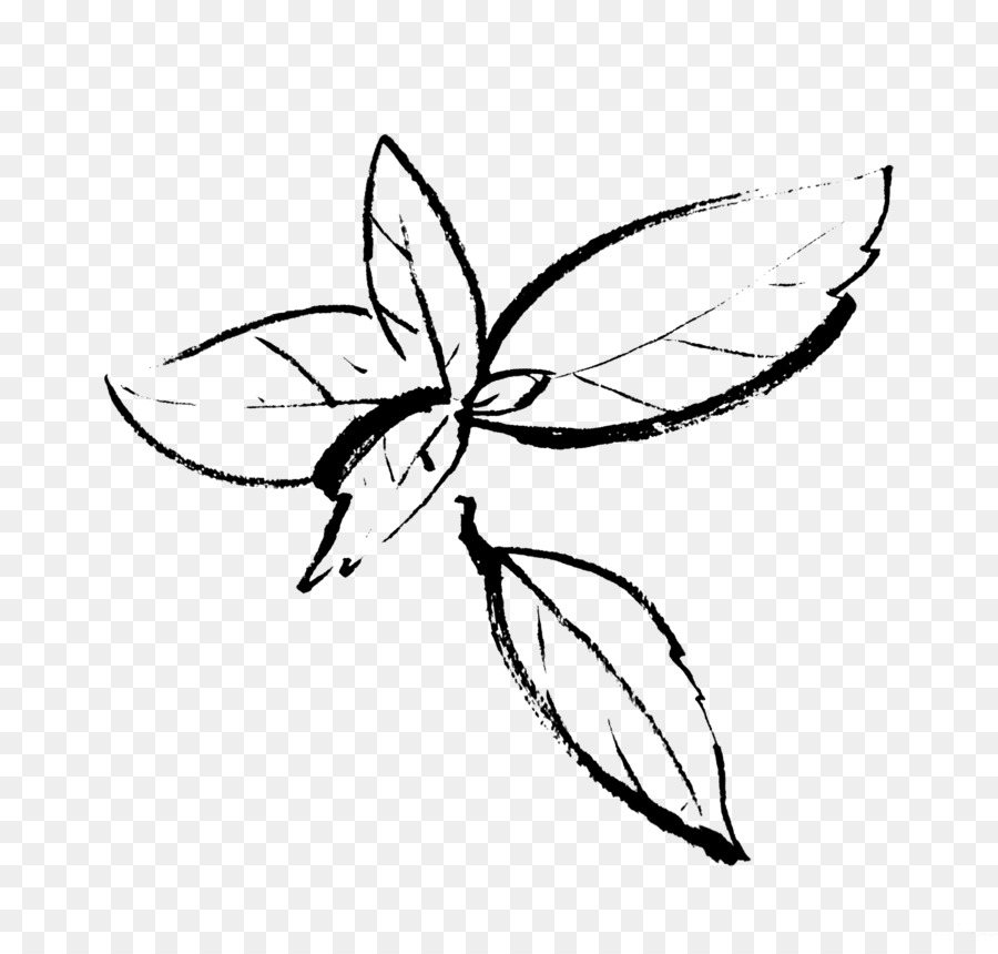 Drawing Insect Organic Beef Line Art   Basil - Basil Black And White, Transparent background PNG HD thumbnail