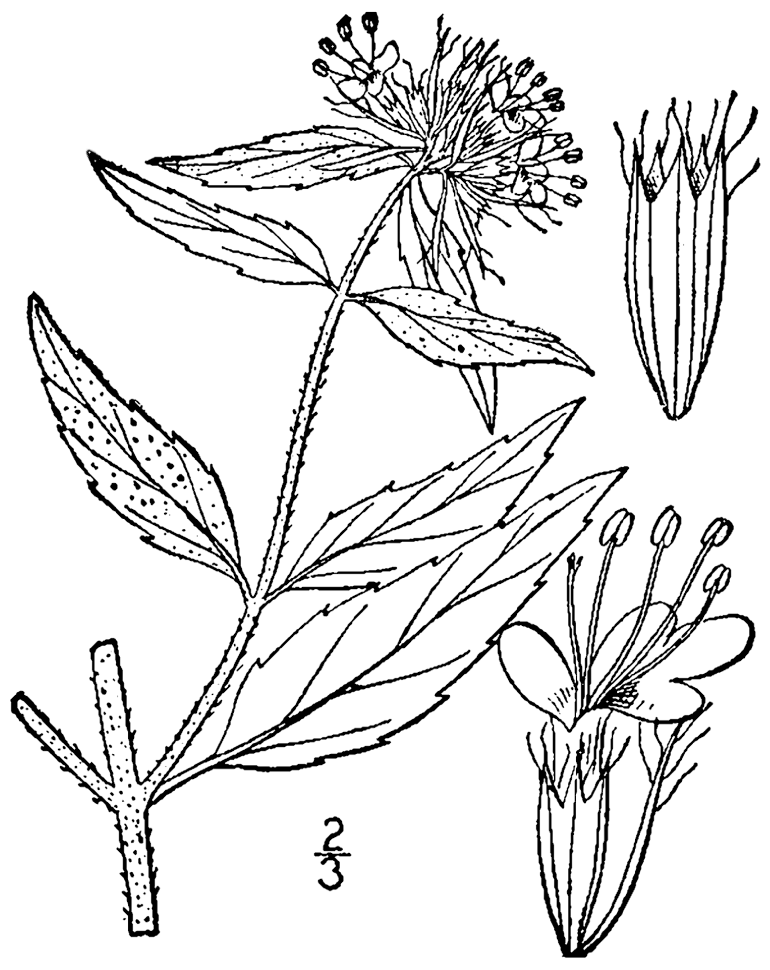 File:pycnanthemum Clinopodioides Drawing 1.png - Basil Black And White, Transparent background PNG HD thumbnail