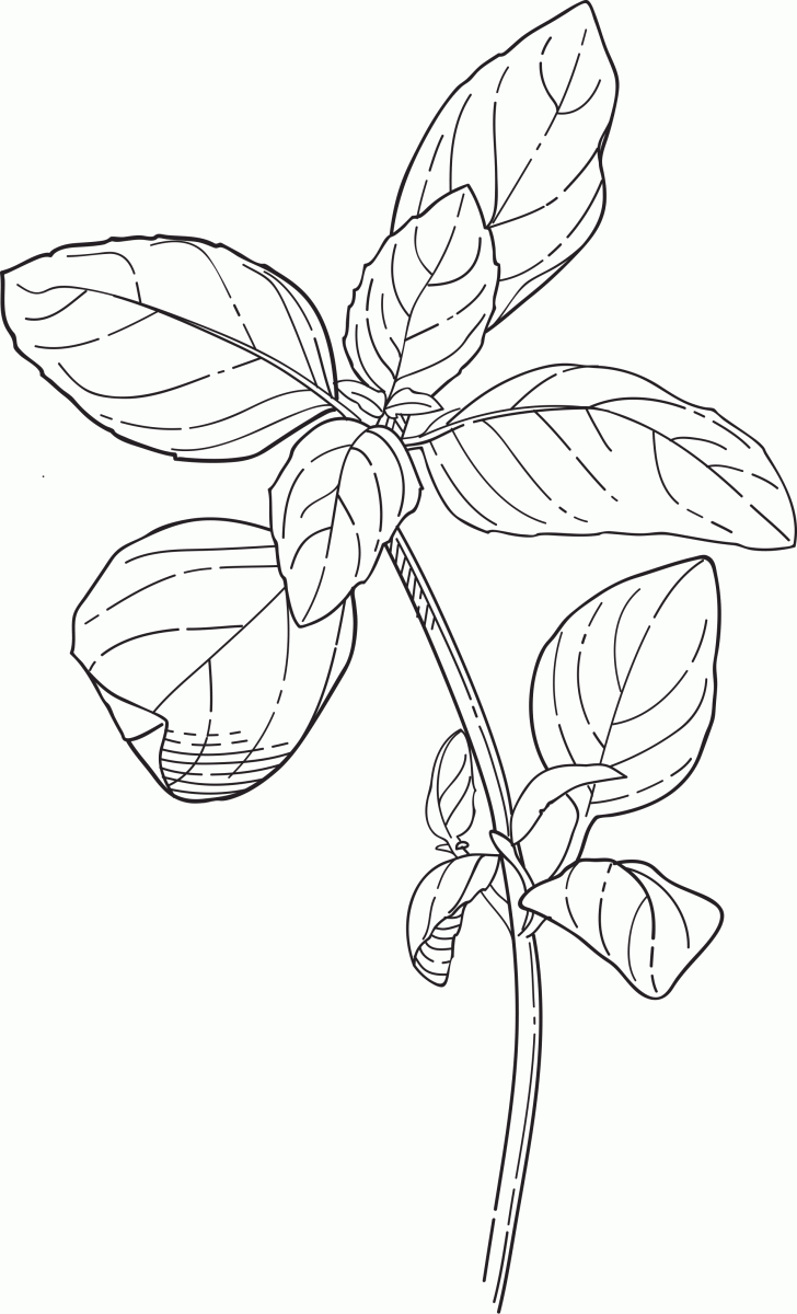 Basil Herb coloring page