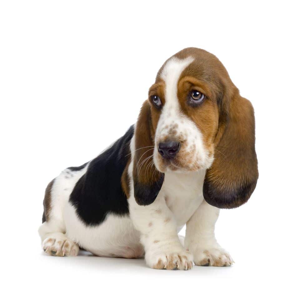 Why choose a Tricolor Basset 