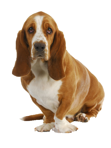 Basset Hound   Beds, Collars And Accessories - Basset Hound, Transparent background PNG HD thumbnail