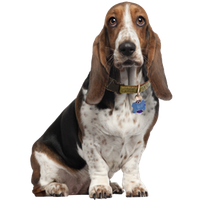 Basset Hound Picture Png Image - Basset Hound, Transparent background PNG HD thumbnail