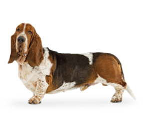 Breed_Picture Basset_Hound_0001. U203A - Basset Hound, Transparent background PNG HD thumbnail