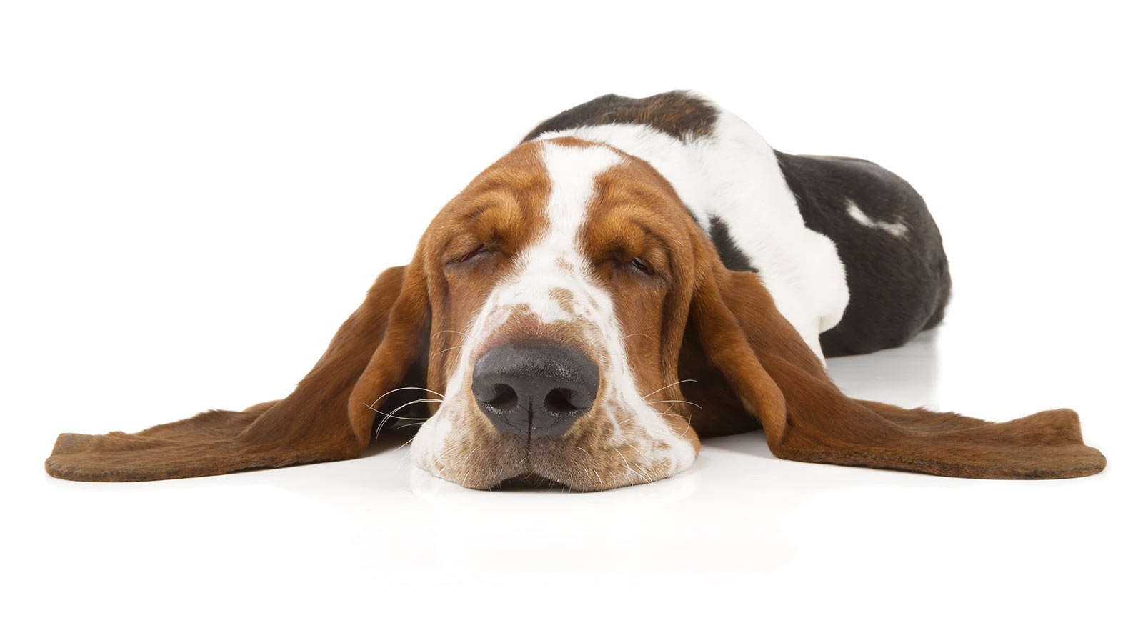 Featured Image - Basset Hound, Transparent background PNG HD thumbnail