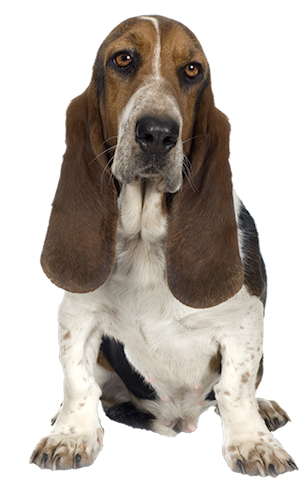 Why Choose A Tricolor Basset Hound To Be The Star Of Your Ecard? - Basset Hound, Transparent background PNG HD thumbnail