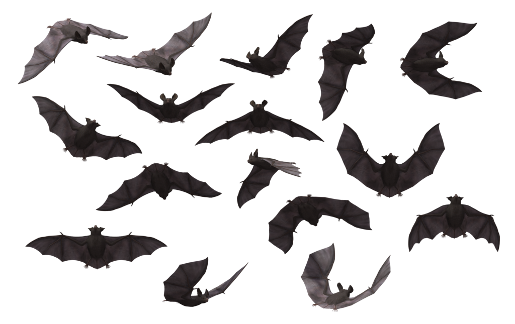 Free vector graphic: Bat, Bla