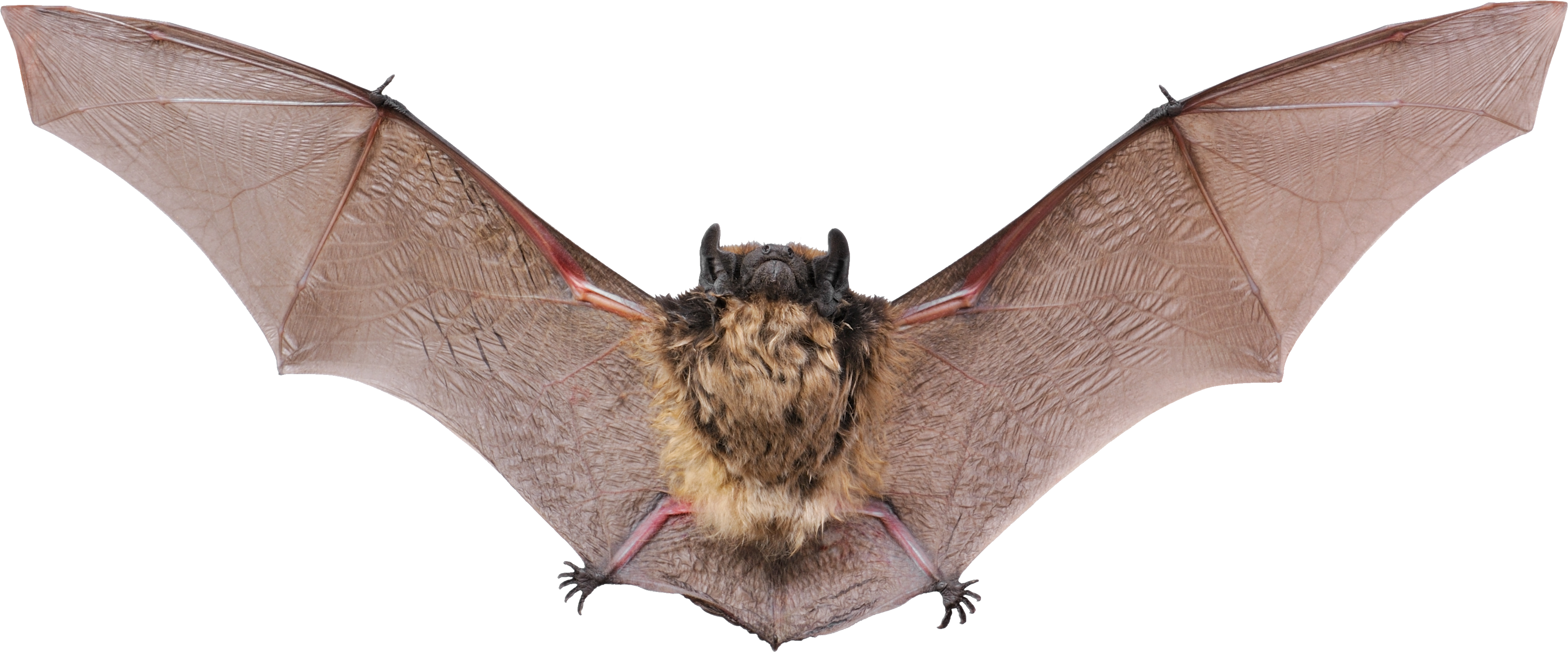 Bat · Bear Png - Bat, Transparent background PNG HD thumbnail