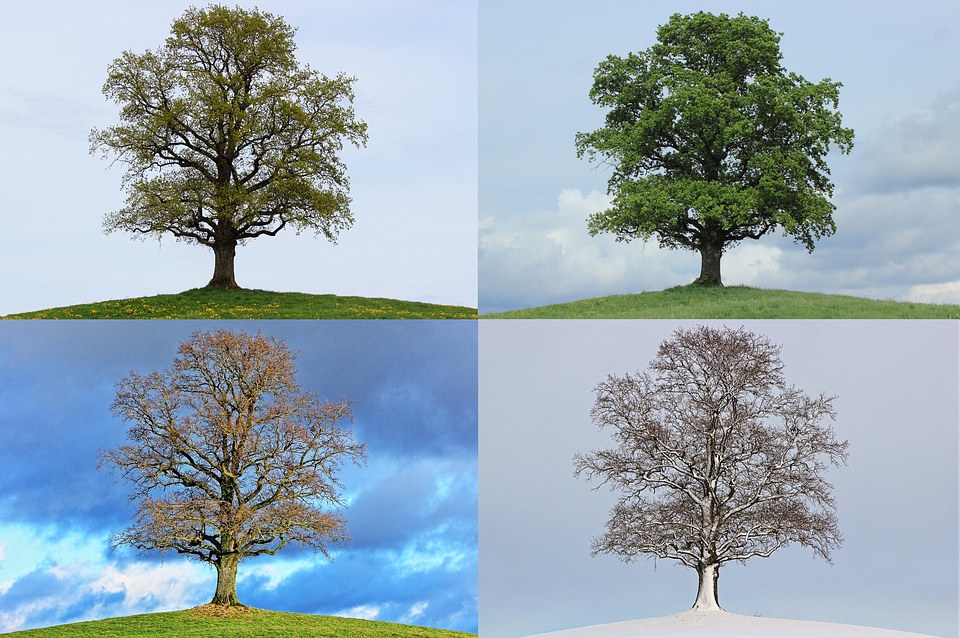 Baum, Jahreszeiten, Frühling, Sommer, Herbst, Winter - Baum Jahreszeiten, Transparent background PNG HD thumbnail