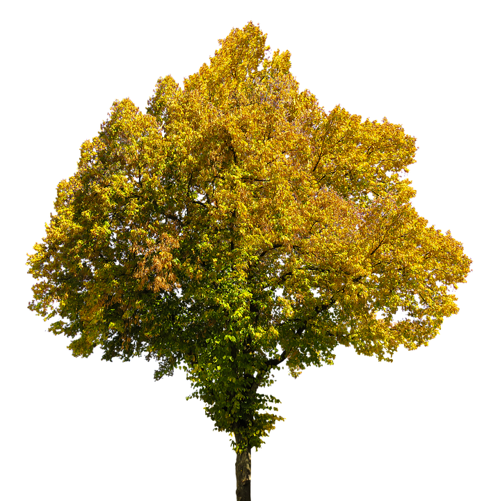 Herbst, Jahreszeit, Baum, Blätter, Freigestellt, Buche - Baum Jahreszeiten, Transparent background PNG HD thumbnail