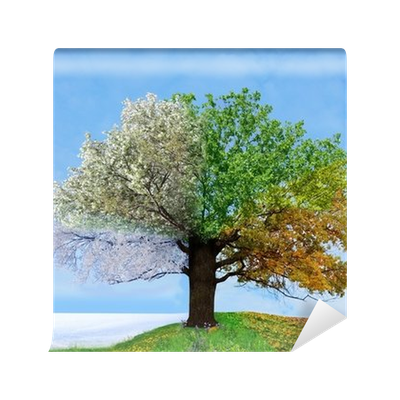 Vinyl Fototapete Vier Jahreszeiten Baum U2022 Pixers®   Wir Leben Um Zu Verändern - Baum Jahreszeiten, Transparent background PNG HD thumbnail