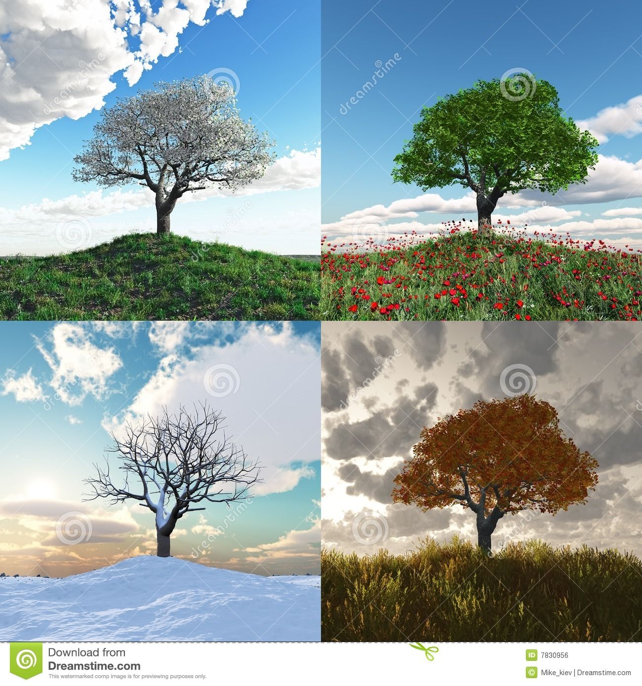 Einsamer Baum Bei Zeitspanne Mit Vier Jahreszeiten   Wählen Sie Aus Über 59 Million Qualitativ Hochwertigen - Baum Vier Jahreszeiten, Transparent background PNG HD thumbnail