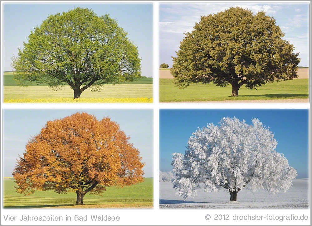 DIY 4 Jahreszeiten Bäume svg