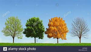Alter Baum vier Jahreszeiten 