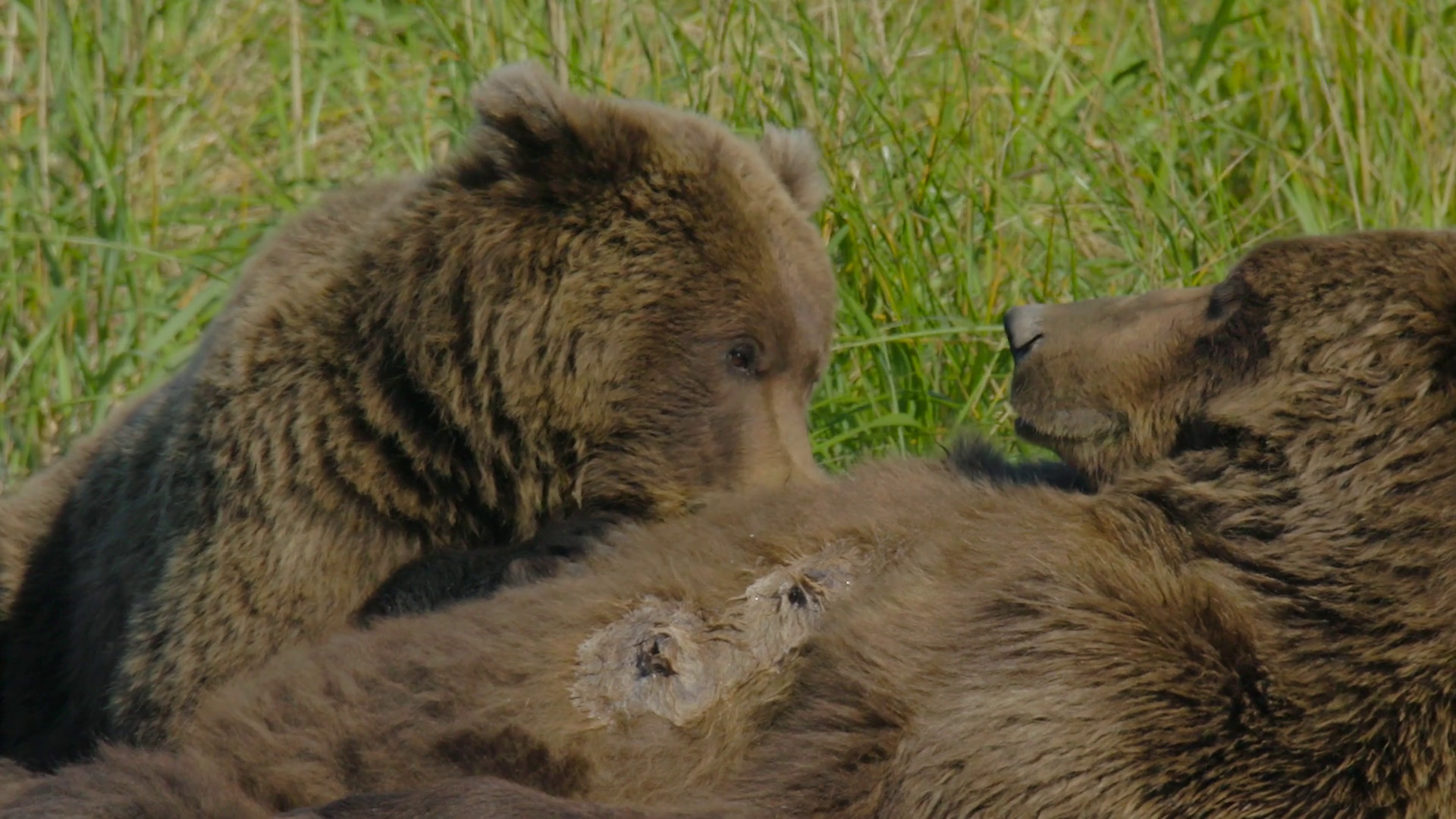 Hd Grizzly Bear Cub Nursing With Milk On Its Face Stock Video Footage   Videoblocks - Bear Face, Transparent background PNG HD thumbnail