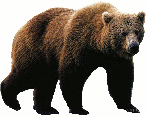 wild brown bear nature animal