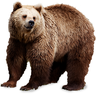 Similar Teddy Bear PNG Image