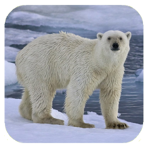 Polar Bear Hd. Video Wallpaper - Bear, Transparent background PNG HD thumbnail