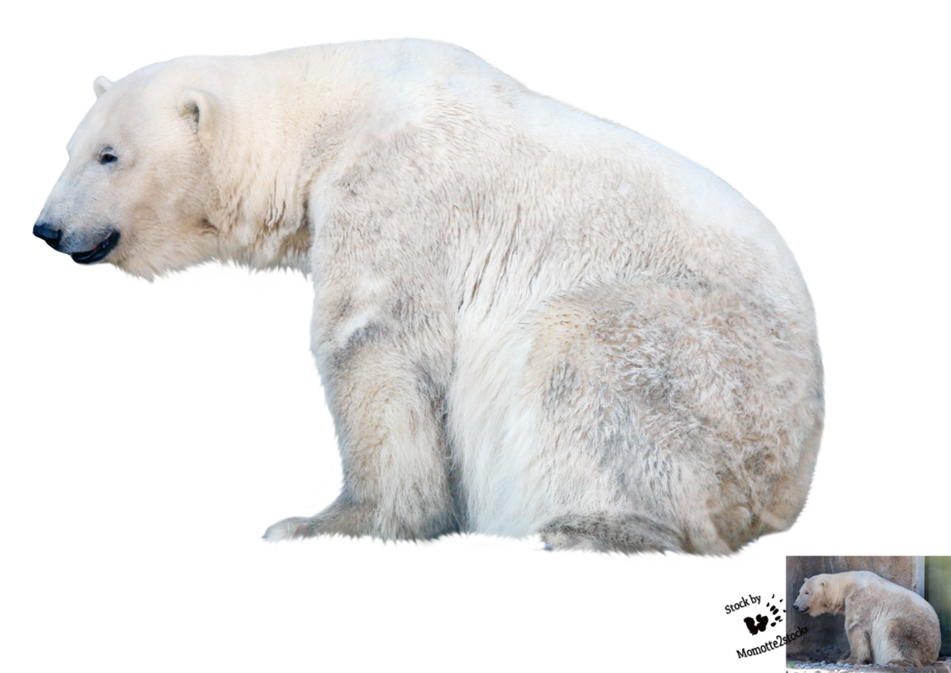 Polar Bear Png File - Bear, Transparent background PNG HD thumbnail