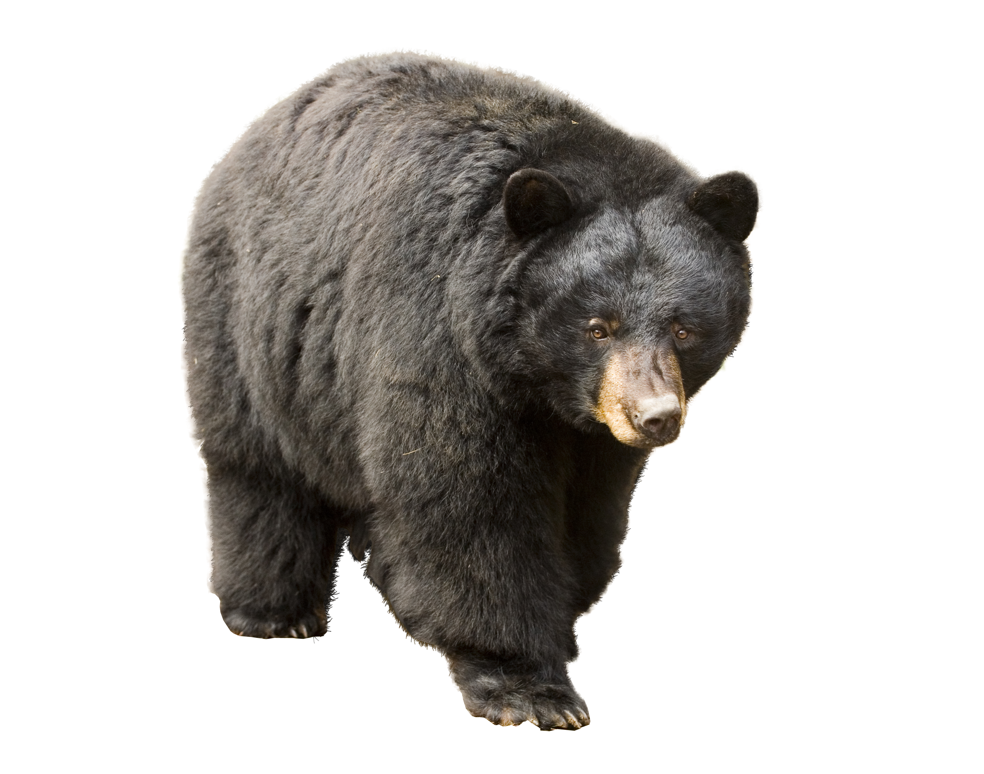 Bear Png - Bear, Transparent background PNG HD thumbnail