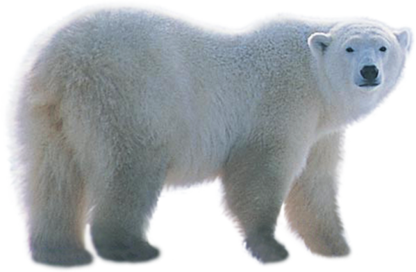 Polar White Bear Png - Bear, Transparent background PNG HD thumbnail