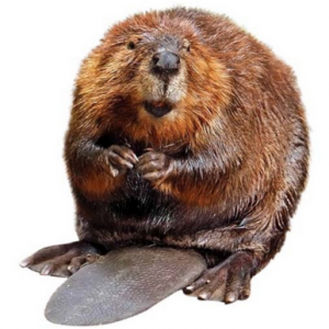 The Cta Offers Free Trapping! - Beaver, Transparent background PNG HD thumbnail