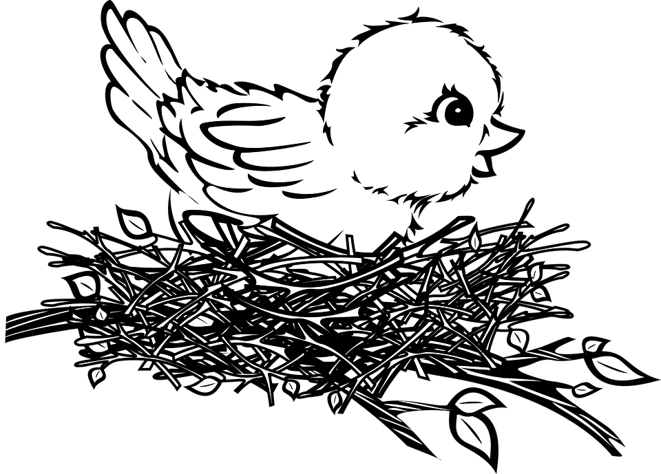 Bebe Oiseau Png - Bébé, Oiseau, Poussin, Nid, Transparent background PNG HD thumbnail