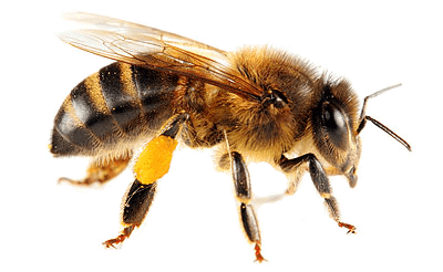 Bee Png Image Png Image - Bee, Transparent background PNG HD thumbnail