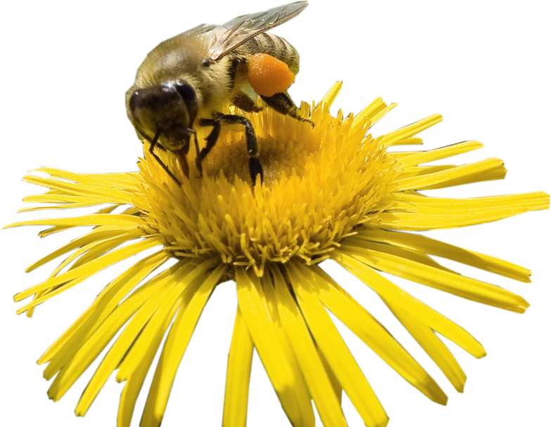 Worker honey bee - photo#21
