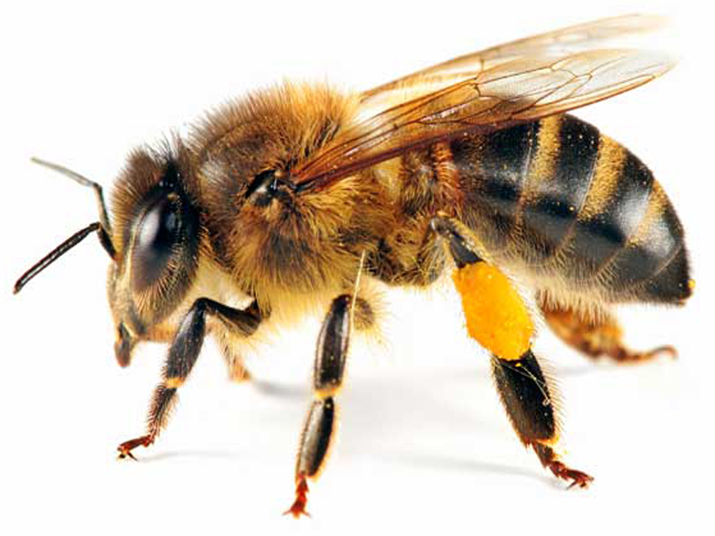 9944815.png - Bee, Transparent background PNG HD thumbnail