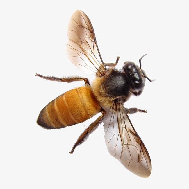 Bee Hd Foto Png Y Psd Gratuitos - Bee, Transparent background PNG HD thumbnail