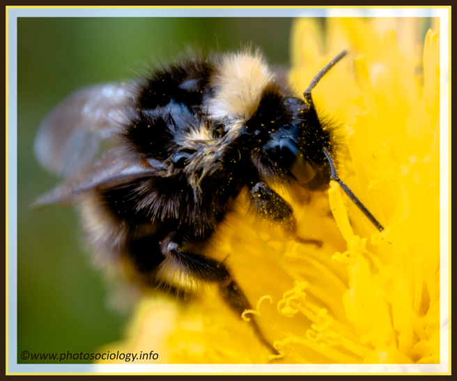 Bumble Bee Hd Png - Bee, Transparent background PNG HD thumbnail