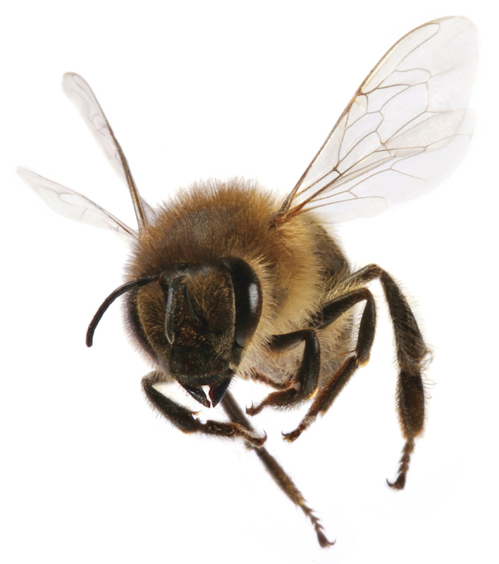 Honey Bee Penn Stateu0027S Work To Unravel The Mysteries Of Honey Bee Decline And Colony Collapse - Bee, Transparent background PNG HD thumbnail