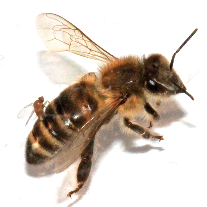 Worker Honey Bee   Photo#21 - Bee, Transparent background PNG HD thumbnail