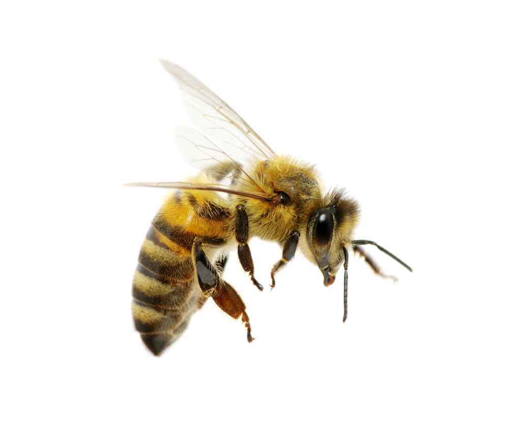 Bee Pictures - Bee, Transparent background PNG HD thumbnail