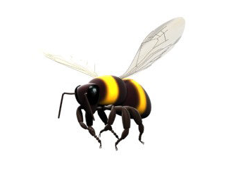Bee.png (328×252) - Bee, Transparent background PNG HD thumbnail