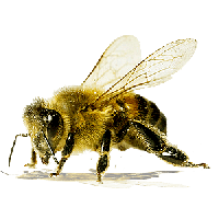 Bee Png Image Png Image - Bee, Transparent background PNG HD thumbnail