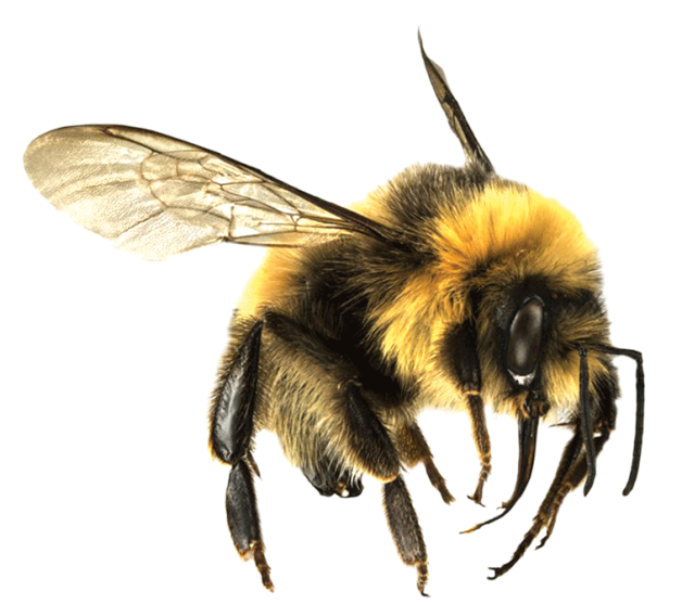 Bumble Bee Png   Photo#1 - Bee, Transparent background PNG HD thumbnail