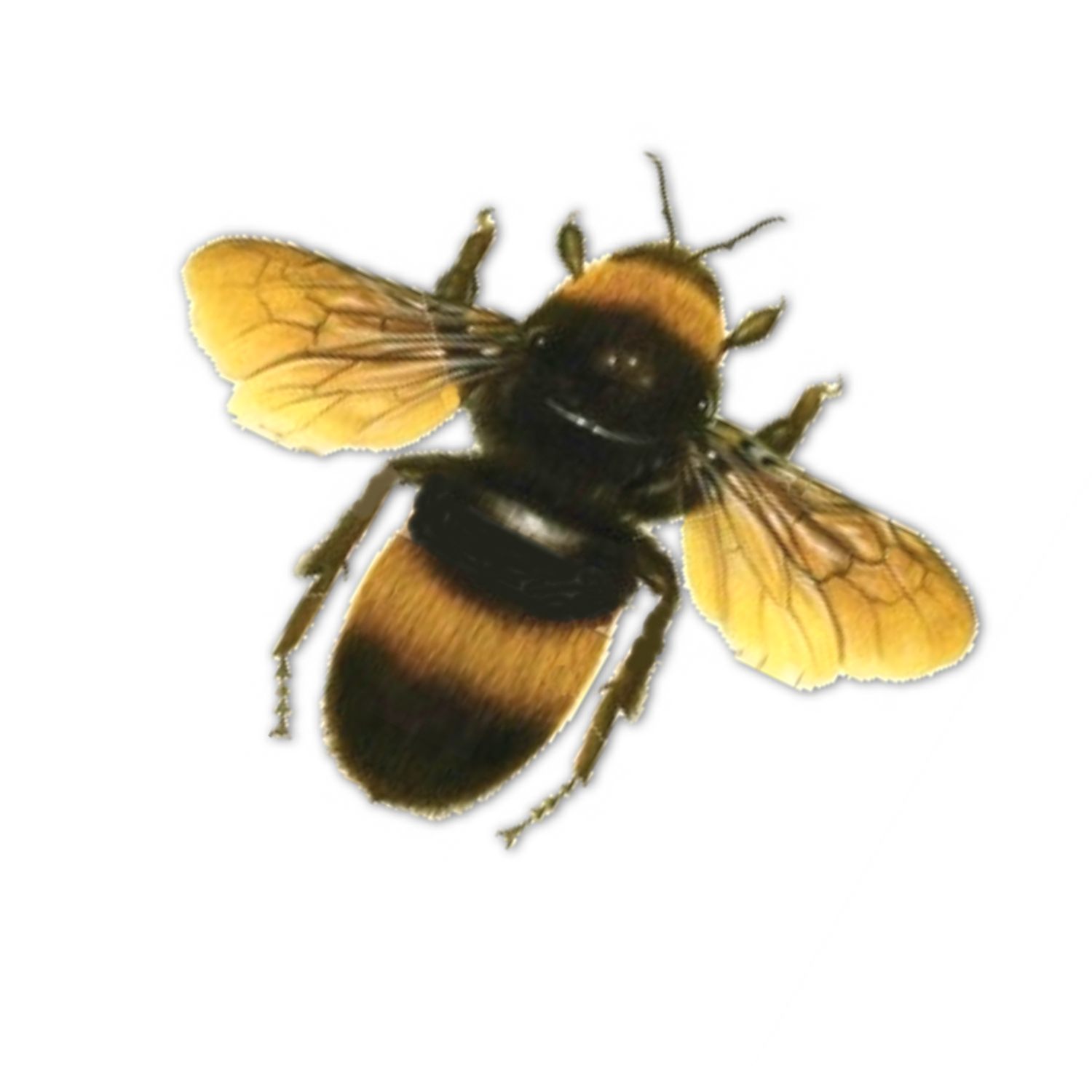 Bumble Bee Png   Photo#3 - Bee, Transparent background PNG HD thumbnail