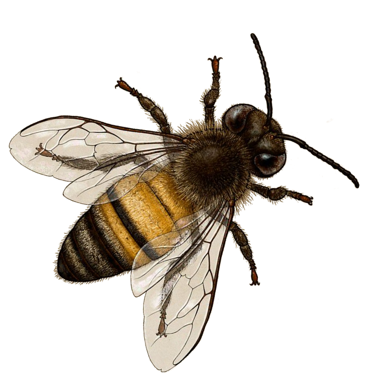 Filename: Bee.png - Bee, Transparent background PNG HD thumbnail