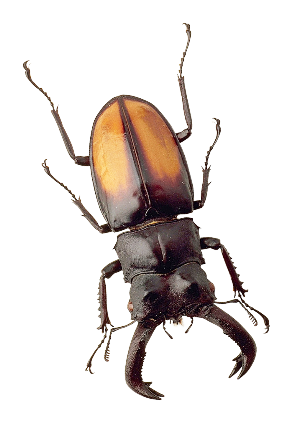 Beebeetle Png Hdpng.com 1000 - BeeBeetle, Transparent background PNG HD thumbnail