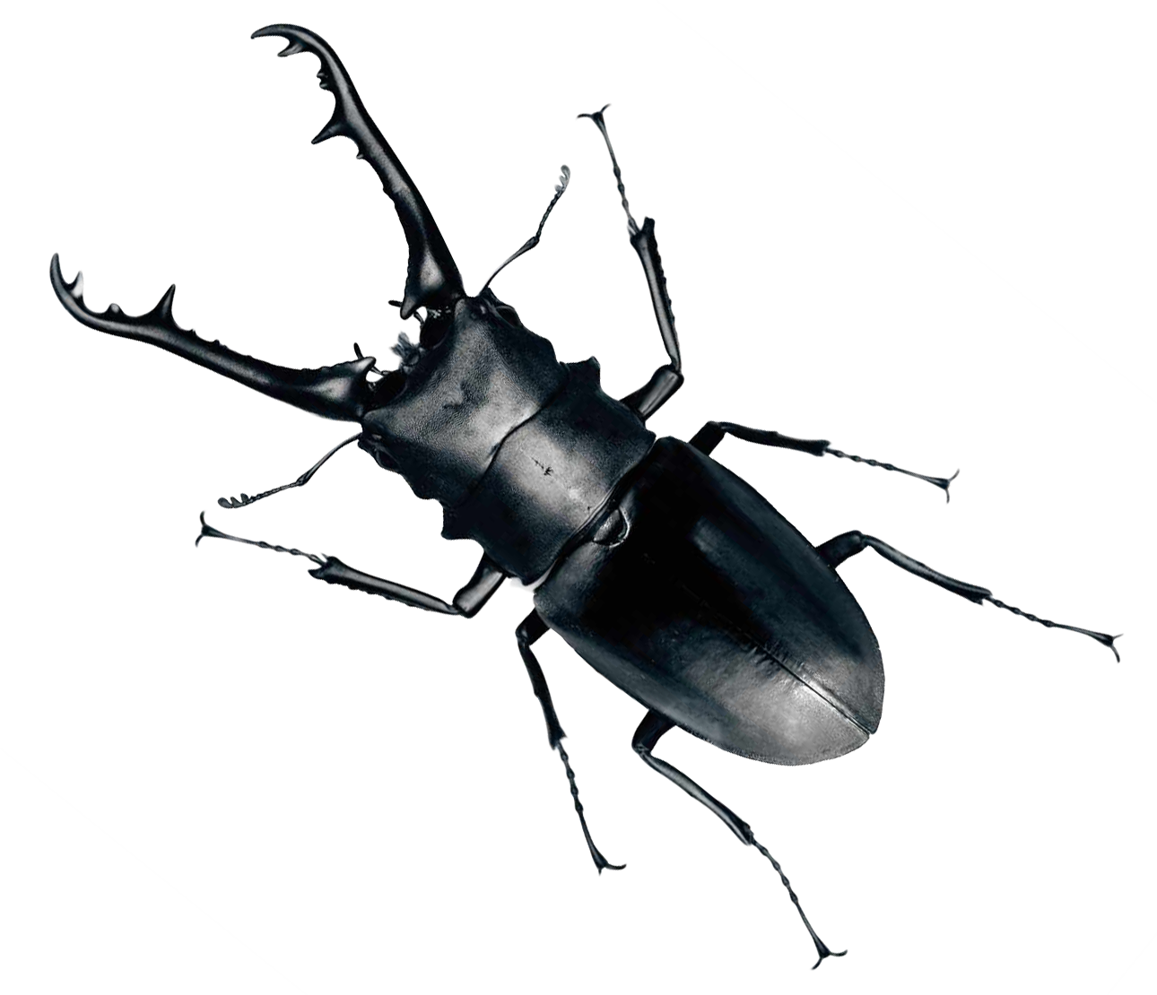 Beetle Bug Png Transparent Image - BeeBeetle, Transparent background PNG HD thumbnail